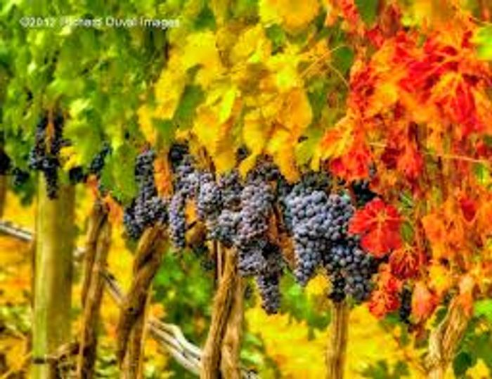 Feathers Edge Vineyards